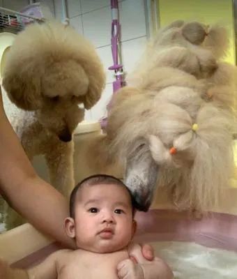 狗狗一开始很讨厌小主人,满脸写着嫌弃,可四个月后它居然主动偷亲...休闲区蓝鸢梦想 - Www.slyday.coM 狗狗一开始很讨厌小主人,满脸写着嫌弃,可四个月后它居然主动偷亲...休闲区蓝鸢梦想 - Www.slyday.coM