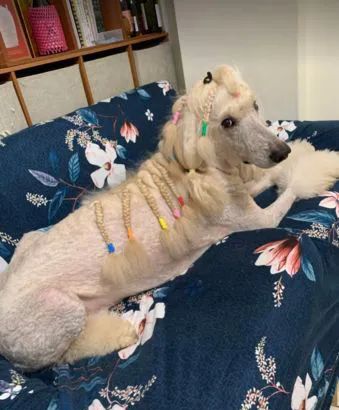 狗狗一开始很讨厌小主人,满脸写着嫌弃,可四个月后它居然主动偷亲...休闲区蓝鸢梦想 - Www.slyday.coM 狗狗一开始很讨厌小主人,满脸写着嫌弃,可四个月后它居然主动偷亲...休闲区蓝鸢梦想 - Www.slyday.coM