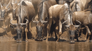 鳄鱼一口咬住象鼻！画面太精彩，鳄鱼与大象对上，哪方能占上风？（鳄鱼能把大象鼻子咬掉吗为什么）