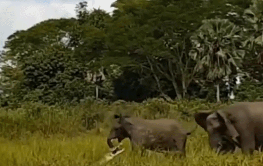 鳄鱼一口咬住象鼻！画面太精彩，鳄鱼与大象对上，哪方能占上风？（鳄鱼能把大象鼻子咬掉吗为什么）