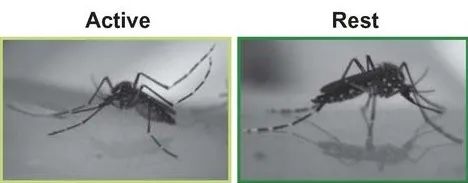 如何让蚊子不再咬人?这是我见过最损的一招!休闲区蓝鸢梦想 - Www.slyday.coM 如何让蚊子不再咬人?这是我见过最损的一招!休闲区蓝鸢梦想 - Www.slyday.coM
