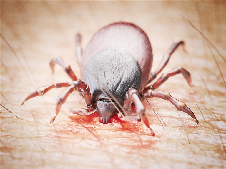 这是什么虫子,白色小虫子?