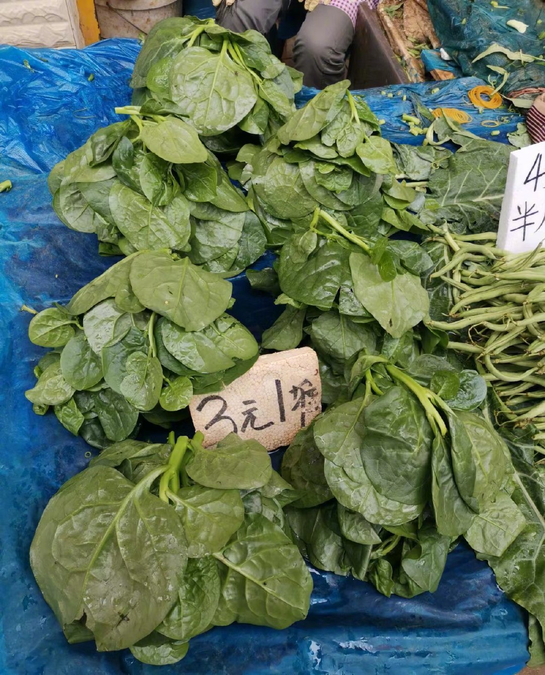 木耳菜种子直接种在土里可以吗（木耳菜的种植方法和技巧） – 碳资讯