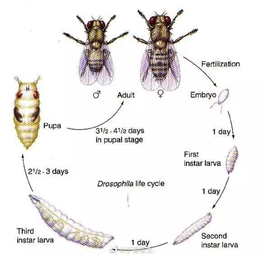 果蝇成年幼虫和蛹通常称为斑翅果蝇或swd 库存图片. 图片 包括有 特写镜头, 成人, 宏指令, 详细资料 - 215079467