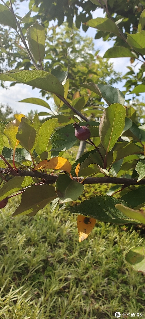 滴翠园/幼一公园,一个隐藏在闵行和徐汇之间的秘密园林/可以做核酸的地方/钓鱼风筝遛娃滑冰骑行好去处休闲区蓝鸢梦想 - Www.slyday.coM 滴翠园/幼一公园,一个隐藏在闵行和徐汇之间的秘密园林/可以做核酸的地方/钓鱼风筝遛娃滑冰骑行好去处休闲区蓝鸢梦想 - Www.slyday.coM