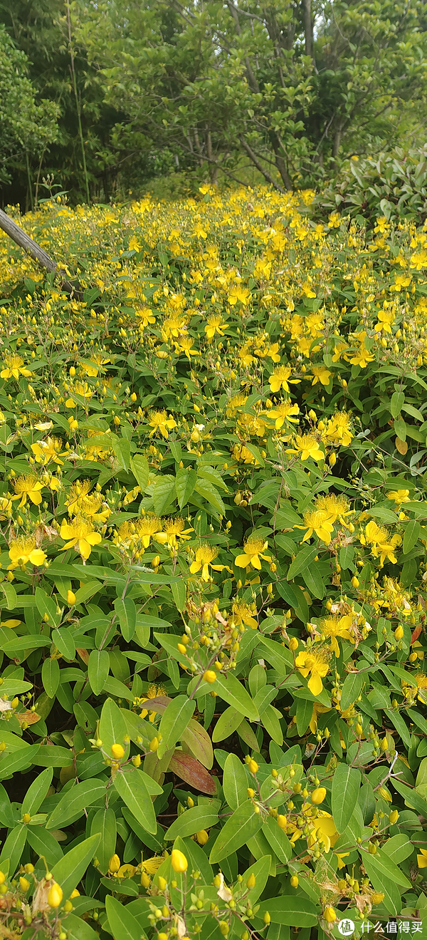 滴翠园/幼一公园,一个隐藏在闵行和徐汇之间的秘密园林/可以做核酸的地方/钓鱼风筝遛娃滑冰骑行好去处休闲区蓝鸢梦想 - Www.slyday.coM 滴翠园/幼一公园,一个隐藏在闵行和徐汇之间的秘密园林/可以做核酸的地方/钓鱼风筝遛娃滑冰骑行好去处休闲区蓝鸢梦想 - Www.slyday.coM