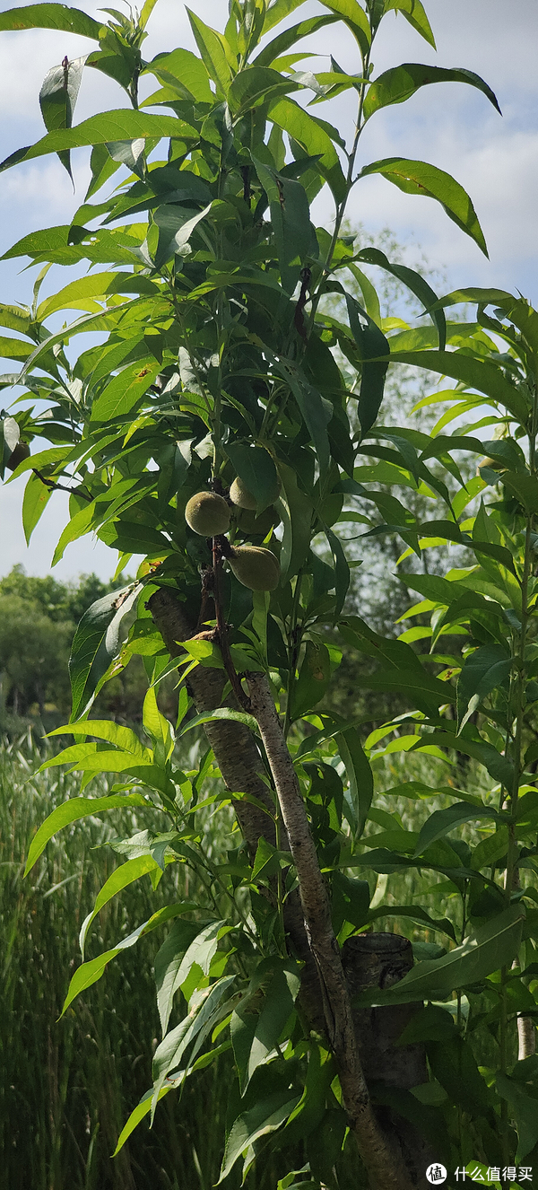 滴翠园/幼一公园,一个隐藏在闵行和徐汇之间的秘密园林/可以做核酸的地方/钓鱼风筝遛娃滑冰骑行好去处休闲区蓝鸢梦想 - Www.slyday.coM 滴翠园/幼一公园,一个隐藏在闵行和徐汇之间的秘密园林/可以做核酸的地方/钓鱼风筝遛娃滑冰骑行好去处休闲区蓝鸢梦想 - Www.slyday.coM