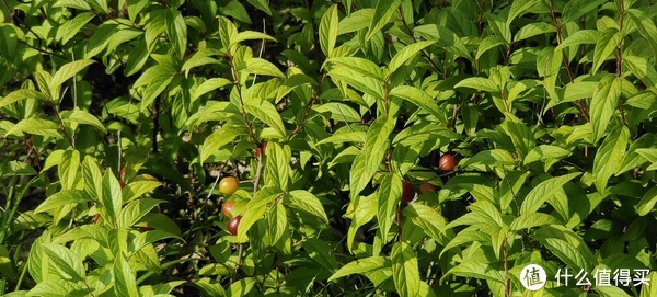 滴翠园/幼一公园,一个隐藏在闵行和徐汇之间的秘密园林/可以做核酸的地方/钓鱼风筝遛娃滑冰骑行好去处休闲区蓝鸢梦想 - Www.slyday.coM 滴翠园/幼一公园,一个隐藏在闵行和徐汇之间的秘密园林/可以做核酸的地方/钓鱼风筝遛娃滑冰骑行好去处休闲区蓝鸢梦想 - Www.slyday.coM