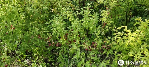 滴翠园/幼一公园,一个隐藏在闵行和徐汇之间的秘密园林/可以做核酸的地方/钓鱼风筝遛娃滑冰骑行好去处休闲区蓝鸢梦想 - Www.slyday.coM 滴翠园/幼一公园,一个隐藏在闵行和徐汇之间的秘密园林/可以做核酸的地方/钓鱼风筝遛娃滑冰骑行好去处休闲区蓝鸢梦想 - Www.slyday.coM