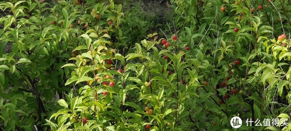 滴翠园/幼一公园,一个隐藏在闵行和徐汇之间的秘密园林/可以做核酸的地方/钓鱼风筝遛娃滑冰骑行好去处休闲区蓝鸢梦想 - Www.slyday.coM 滴翠园/幼一公园,一个隐藏在闵行和徐汇之间的秘密园林/可以做核酸的地方/钓鱼风筝遛娃滑冰骑行好去处休闲区蓝鸢梦想 - Www.slyday.coM