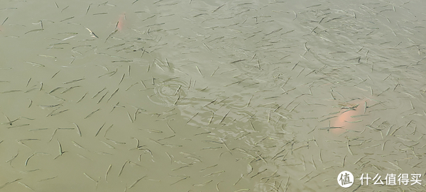 滴翠园/幼一公园,一个隐藏在闵行和徐汇之间的秘密园林/可以做核酸的地方/钓鱼风筝遛娃滑冰骑行好去处休闲区蓝鸢梦想 - Www.slyday.coM 滴翠园/幼一公园,一个隐藏在闵行和徐汇之间的秘密园林/可以做核酸的地方/钓鱼风筝遛娃滑冰骑行好去处休闲区蓝鸢梦想 - Www.slyday.coM