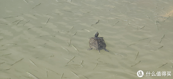滴翠园/幼一公园,一个隐藏在闵行和徐汇之间的秘密园林/可以做核酸的地方/钓鱼风筝遛娃滑冰骑行好去处休闲区蓝鸢梦想 - Www.slyday.coM 滴翠园/幼一公园,一个隐藏在闵行和徐汇之间的秘密园林/可以做核酸的地方/钓鱼风筝遛娃滑冰骑行好去处休闲区蓝鸢梦想 - Www.slyday.coM