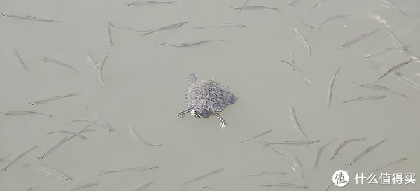 滴翠园/幼一公园,一个隐藏在闵行和徐汇之间的秘密园林/可以做核酸的地方/钓鱼风筝遛娃滑冰骑行好去处休闲区蓝鸢梦想 - Www.slyday.coM 滴翠园/幼一公园,一个隐藏在闵行和徐汇之间的秘密园林/可以做核酸的地方/钓鱼风筝遛娃滑冰骑行好去处休闲区蓝鸢梦想 - Www.slyday.coM