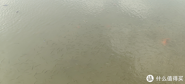 滴翠园/幼一公园,一个隐藏在闵行和徐汇之间的秘密园林/可以做核酸的地方/钓鱼风筝遛娃滑冰骑行好去处休闲区蓝鸢梦想 - Www.slyday.coM 滴翠园/幼一公园,一个隐藏在闵行和徐汇之间的秘密园林/可以做核酸的地方/钓鱼风筝遛娃滑冰骑行好去处休闲区蓝鸢梦想 - Www.slyday.coM