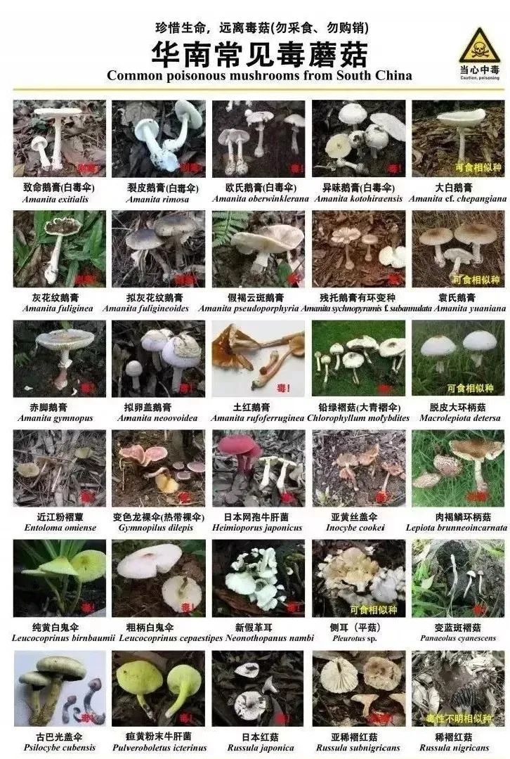 佛山6岁孩子患上肝吸虫病,元凶竟是家中的……休闲区蓝鸢梦想 - Www.slyday.coM 佛山6岁孩子患上肝吸虫病,元凶竟是家中的……休闲区蓝鸢梦想 - Www.slyday.coM