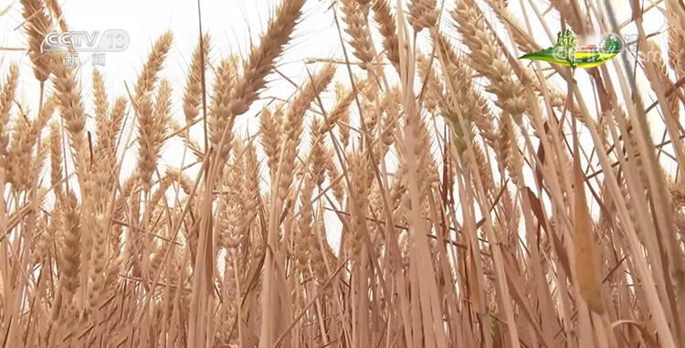 央视【朝闻天下】聚焦宁津:一张“思维导图” 确保小麦颗粒归仓休闲区蓝鸢梦想 - Www.slyday.coM 央视【朝闻天下】聚焦宁津:一张“思维导图” 确保小麦颗粒归仓休闲区蓝鸢梦想 - Www.slyday.coM