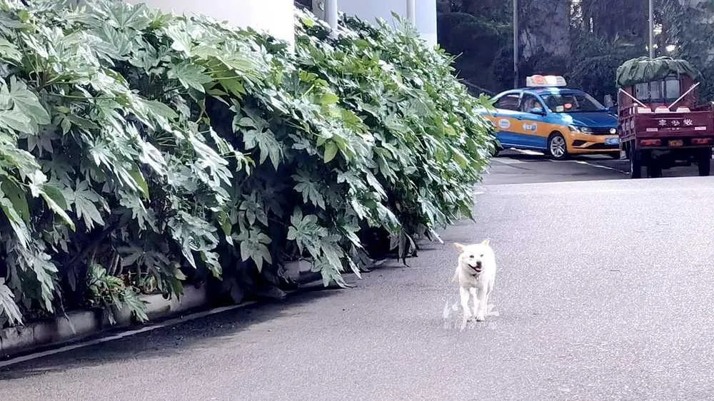 “主人,你在哪里?我在等你!”泸州街头,上演现实版“忠犬八公”休闲区蓝鸢梦想 - Www.slyday.coM “主人,你在哪里?我在等你!”泸州街头,上演现实版“忠犬八公”休闲区蓝鸢梦想 - Www.slyday.coM