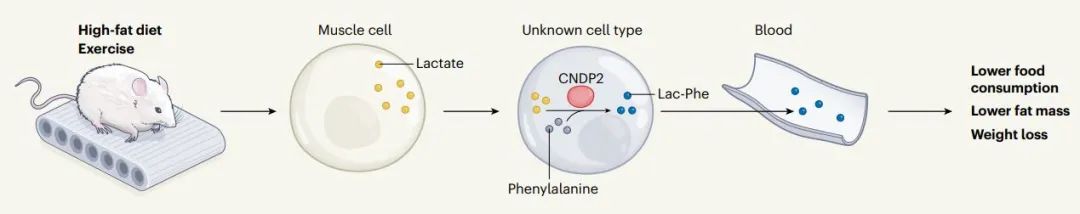 今日《自然》:吃胖了,不用运动也能轻松减肥?是的,科学家有办法了!休闲区蓝鸢梦想 - Www.slyday.coM 今日《自然》:吃胖了,不用运动也能轻松减肥?是的,科学家有办法了!休闲区蓝鸢梦想 - Www.slyday.coM