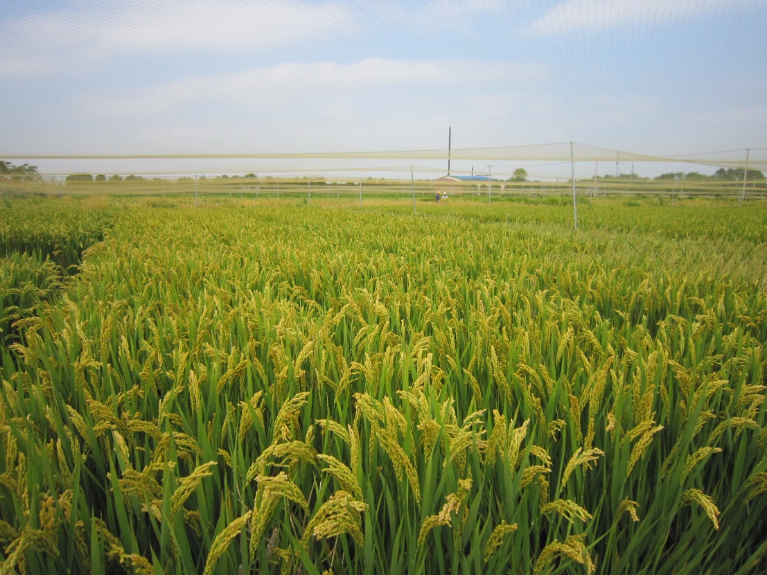 極端高溫下水稻還能高產嗎？他們發現首個潛在作物高溫感受器
