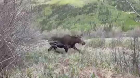 美国一女子被巨大驼鹿反复攻击,野生动物组织:它可能在保护幼崽休闲区蓝鸢梦想 - Www.slyday.coM 美国一女子被巨大驼鹿反复攻击,野生动物组织:它可能在保护幼崽休闲区蓝鸢梦想 - Www.slyday.coM