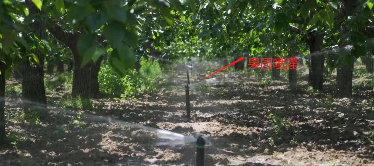 赵县德康梨果种植专业合作社科技引领种出生态梨