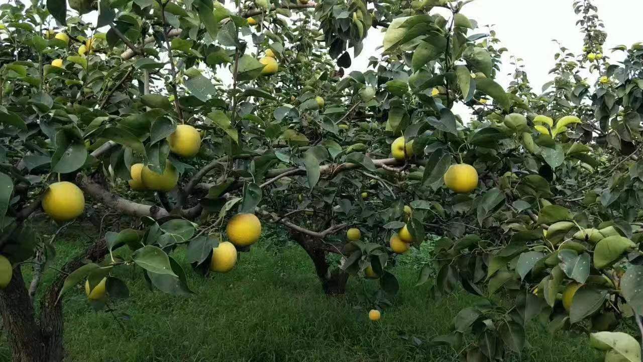 赵县德康梨果种植专业合作社科技引领种出生态梨