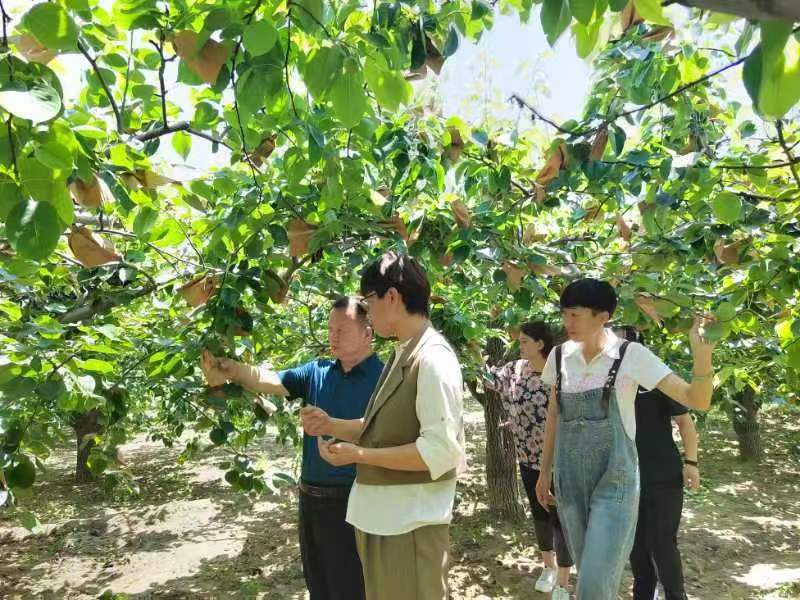 赵县德康梨果种植专业合作社科技引领种出生态梨