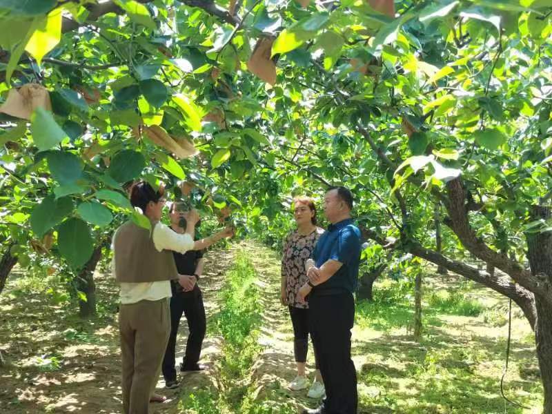 赵县德康梨果种植专业合作社科技引领种出生态梨