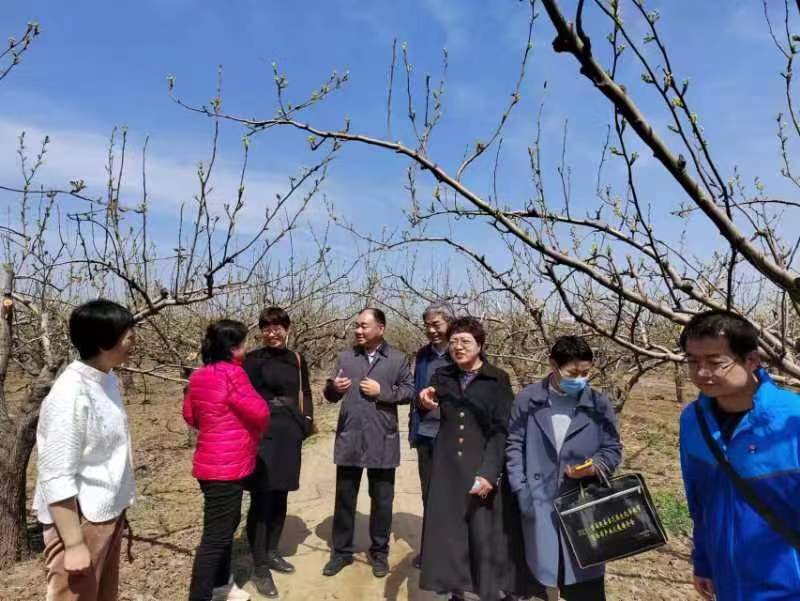 赵县德康梨果种植专业合作社科技引领种出生态梨