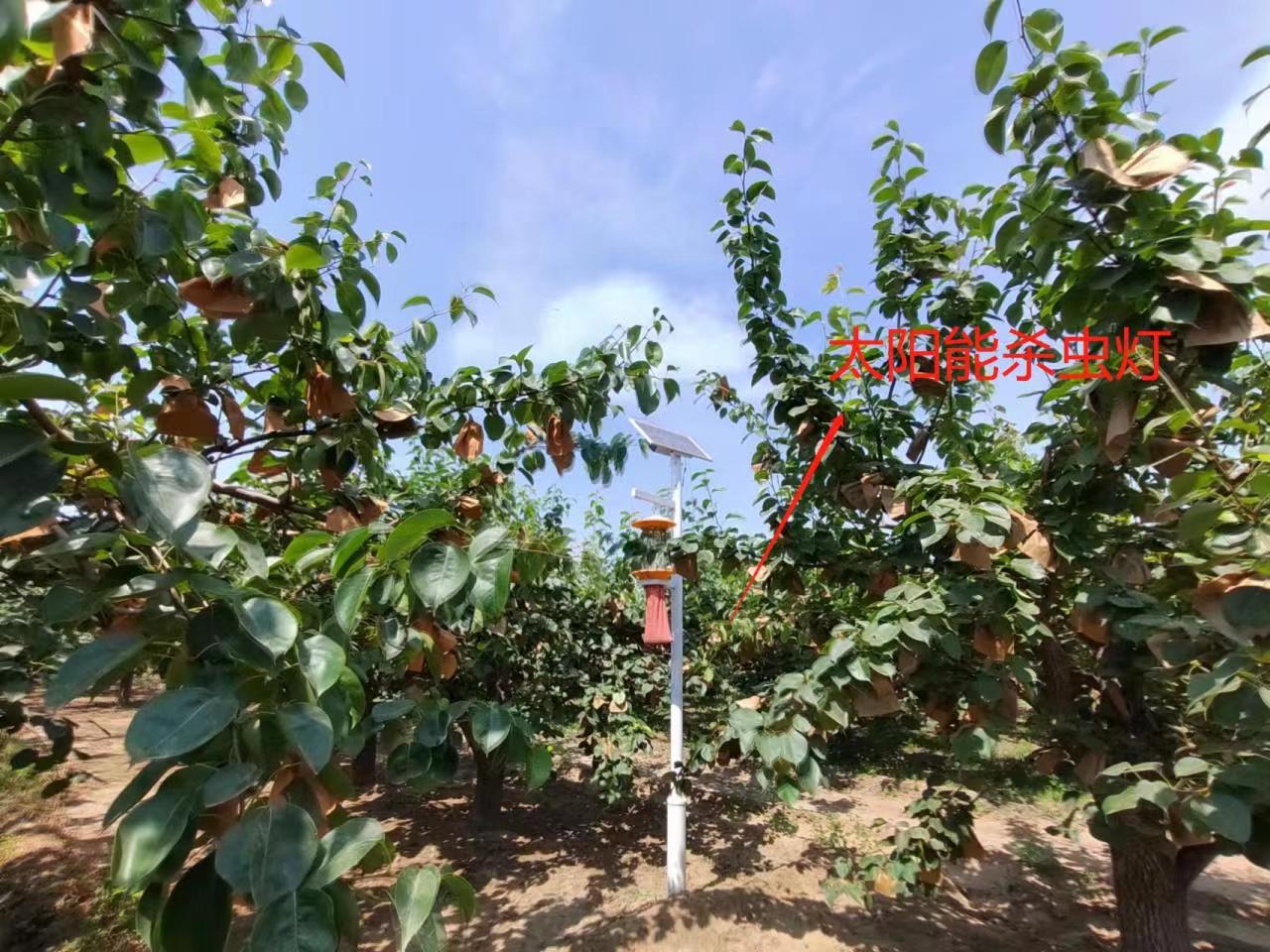 赵县德康梨果种植专业合作社科技引领种出生态梨