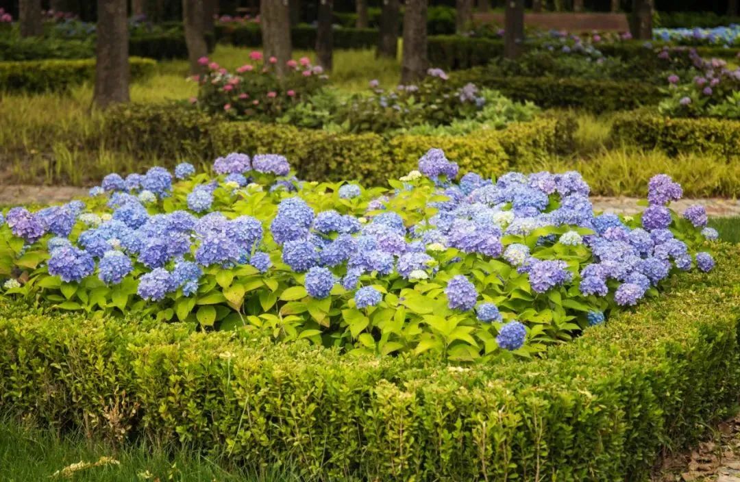 上海市区这个大公园重开!美成江南百景图,还有帐篷区!入园方式来了↓休闲区蓝鸢梦想 - Www.slyday.coM 上海市区这个大公园重开!美成江南百景图,还有帐篷区!入园方式来了↓休闲区蓝鸢梦想 - Www.slyday.coM