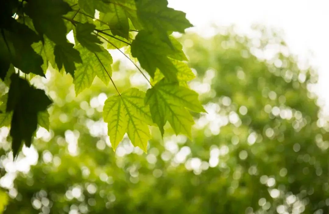 上海市区这个大公园重开!美成江南百景图,还有帐篷区!入园方式来了↓休闲区蓝鸢梦想 - Www.slyday.coM 上海市区这个大公园重开!美成江南百景图,还有帐篷区!入园方式来了↓休闲区蓝鸢梦想 - Www.slyday.coM