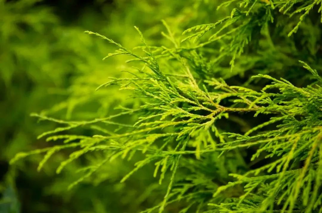 上海市区这个大公园重开!美成江南百景图,还有帐篷区!入园方式来了↓休闲区蓝鸢梦想 - Www.slyday.coM 上海市区这个大公园重开!美成江南百景图,还有帐篷区!入园方式来了↓休闲区蓝鸢梦想 - Www.slyday.coM