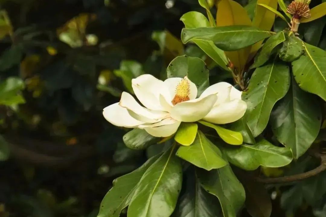 上海市区这个大公园重开!美成江南百景图,还有帐篷区!入园方式来了↓休闲区蓝鸢梦想 - Www.slyday.coM 上海市区这个大公园重开!美成江南百景图,还有帐篷区!入园方式来了↓休闲区蓝鸢梦想 - Www.slyday.coM