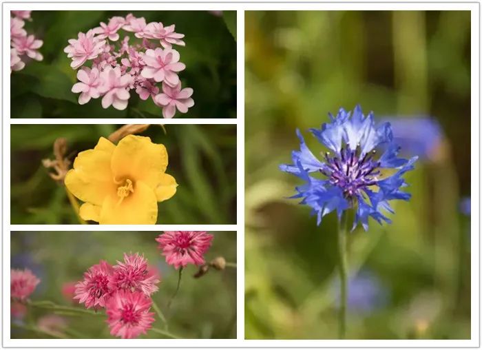 上海市区这个大公园重开!美成江南百景图,还有帐篷区!入园方式来了↓休闲区蓝鸢梦想 - Www.slyday.coM 上海市区这个大公园重开!美成江南百景图,还有帐篷区!入园方式来了↓休闲区蓝鸢梦想 - Www.slyday.coM