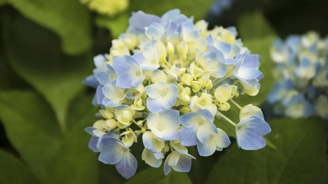 上海市区这个大公园重开!美成江南百景图,还有帐篷区!入园方式来了↓休闲区蓝鸢梦想 - Www.slyday.coM 上海市区这个大公园重开!美成江南百景图,还有帐篷区!入园方式来了↓休闲区蓝鸢梦想 - Www.slyday.coM