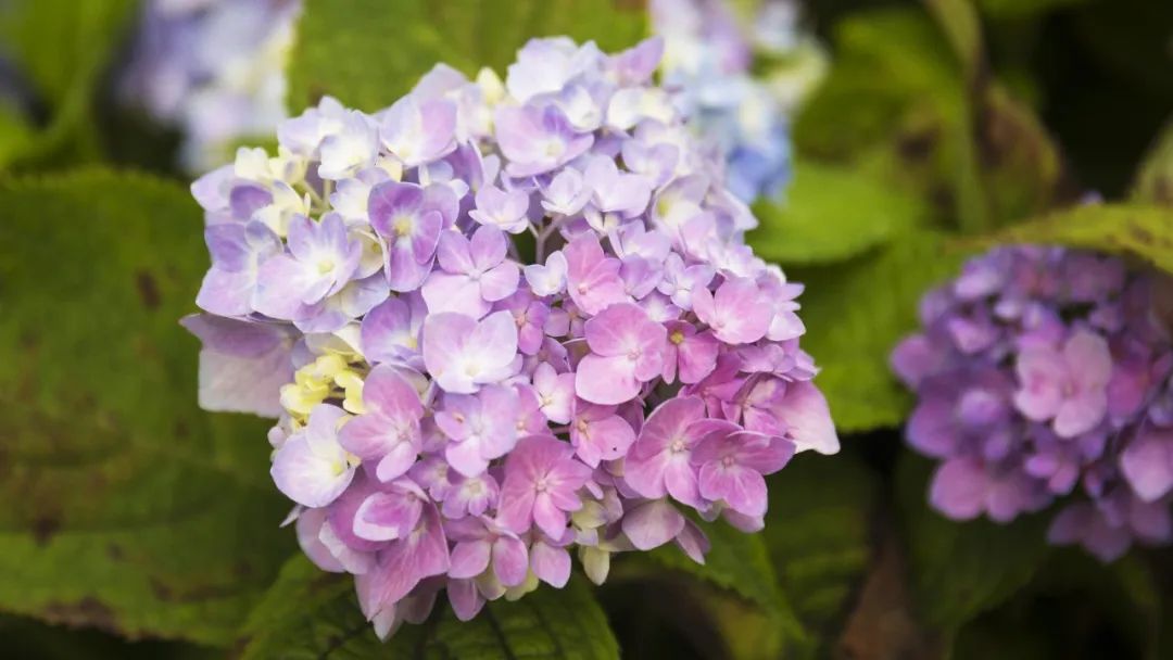 上海市区这个大公园重开!美成江南百景图,还有帐篷区!入园方式来了↓休闲区蓝鸢梦想 - Www.slyday.coM 上海市区这个大公园重开!美成江南百景图,还有帐篷区!入园方式来了↓休闲区蓝鸢梦想 - Www.slyday.coM