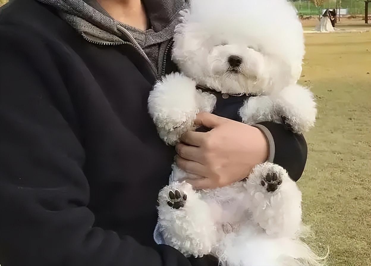 比熊也会“偏心”，面对真正的主人，它会有7种明显的区别