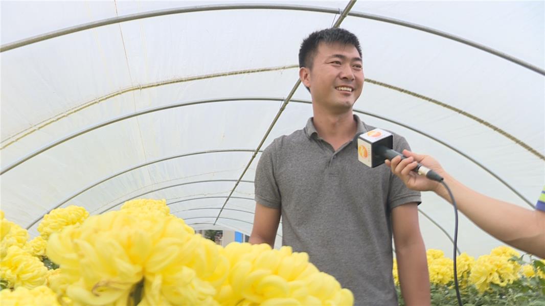 【小榄】可以吃的菊花试过吗?小榄镇食用菊种植基地成立插图2 【小榄】可以吃的菊花试过吗?小榄镇食用菊种植基地成立插图2