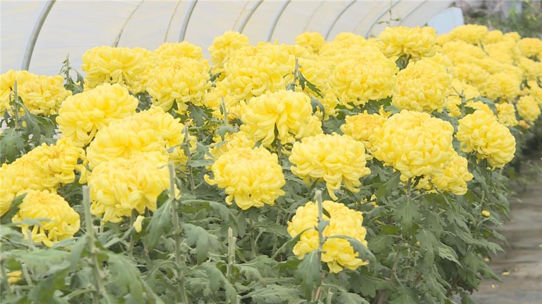 【小榄】可以吃的菊花试过吗?小榄镇食用菊种植基地成立插图1 【小榄】可以吃的菊花试过吗?小榄镇食用菊种植基地成立插图1