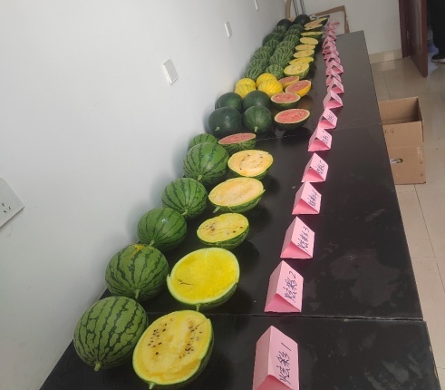 昌平区首批炫彩小西瓜“甜蜜”上市休闲区蓝鸢梦想 - Www.slyday.coM 昌平区首批炫彩小西瓜“甜蜜”上市休闲区蓝鸢梦想 - Www.slyday.coM