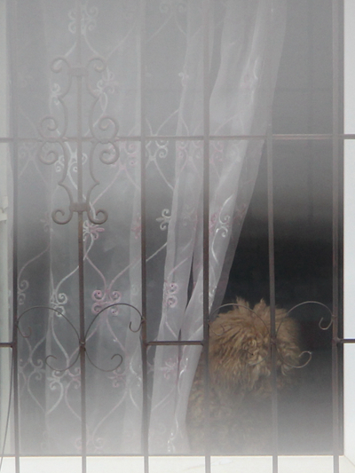 2020年2月26日，湖北省孝感市，新冠肺炎疫情讓市民居家隔離，一只寵物狗在居民樓眺望窗外。視覺中國供圖