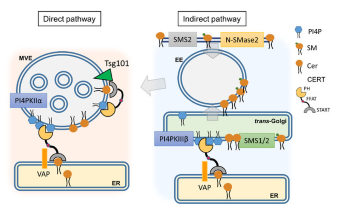 JEV:科学家识别出有望开发阿尔兹海默病新型疗法的新型治疗性靶点休闲区蓝鸢梦想 - Www.slyday.coM JEV:科学家识别出有望开发阿尔兹海默病新型疗法的新型治疗性靶点休闲区蓝鸢梦想 - Www.slyday.coM