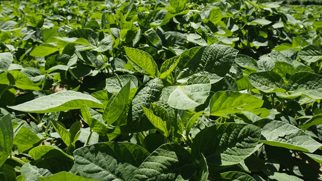 牛奶骨头汤统统靠边!它竟是优质的钙片,真没想到~休闲区蓝鸢梦想 - Www.slyday.coM 牛奶骨头汤统统靠边!它竟是优质的钙片,真没想到~休闲区蓝鸢梦想 - Www.slyday.coM