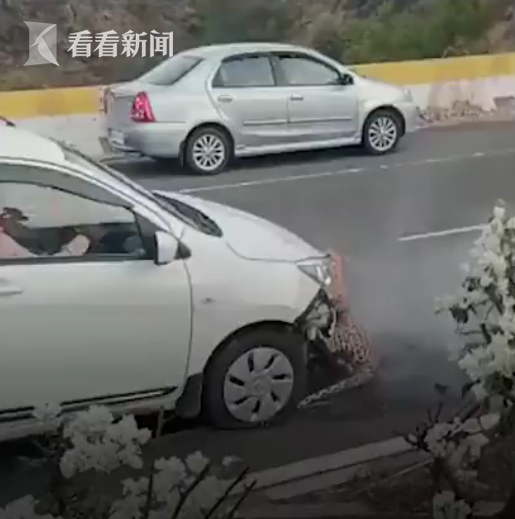 印度一豹子高速路上被撞 卡进车前保险杠休闲区蓝鸢梦想 - Www.slyday.coM 印度一豹子高速路上被撞 卡进车前保险杠休闲区蓝鸢梦想 - Www.slyday.coM
