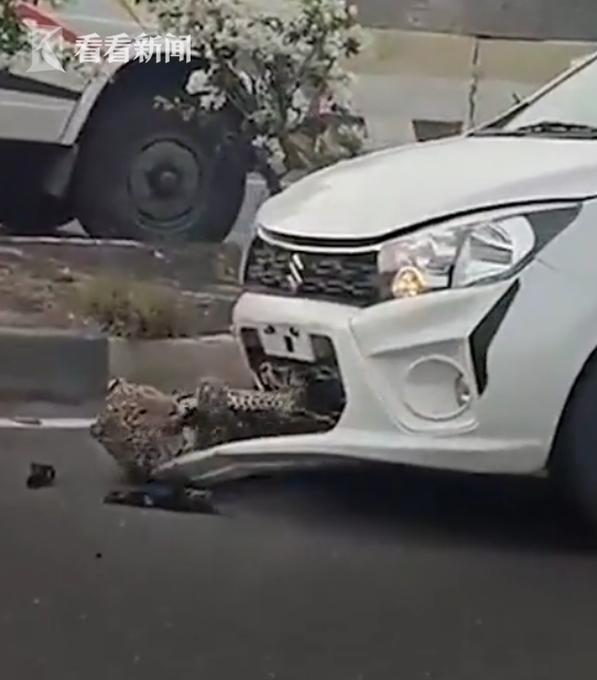印度一豹子高速路上被撞 卡进车前保险杠休闲区蓝鸢梦想 - Www.slyday.coM 印度一豹子高速路上被撞 卡进车前保险杠休闲区蓝鸢梦想 - Www.slyday.coM