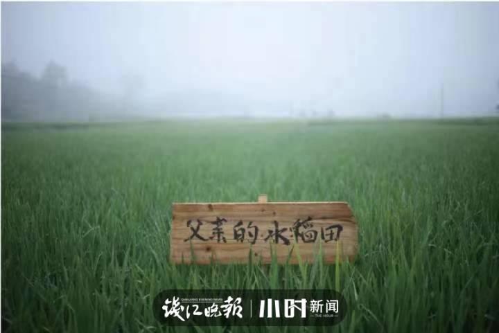 父亲的水稻田休闲区蓝鸢梦想 - Www.slyday.coM 父亲的水稻田休闲区蓝鸢梦想 - Www.slyday.coM