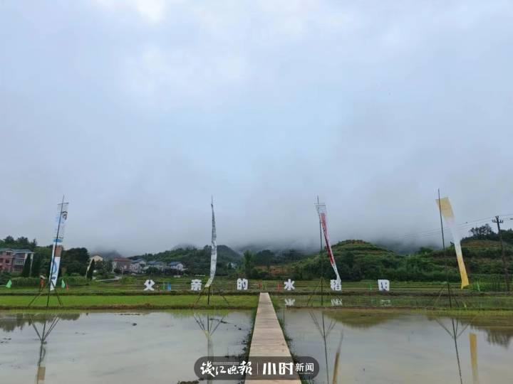 父亲的水稻田休闲区蓝鸢梦想 - Www.slyday.coM 父亲的水稻田休闲区蓝鸢梦想 - Www.slyday.coM