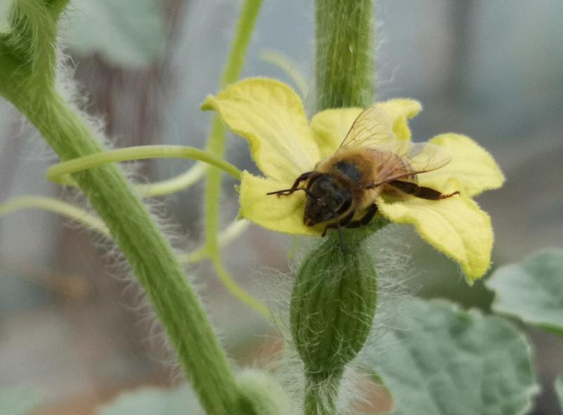 昌平区首批炫彩小西瓜“甜蜜”上市休闲区蓝鸢梦想 - Www.slyday.coM 昌平区首批炫彩小西瓜“甜蜜”上市休闲区蓝鸢梦想 - Www.slyday.coM