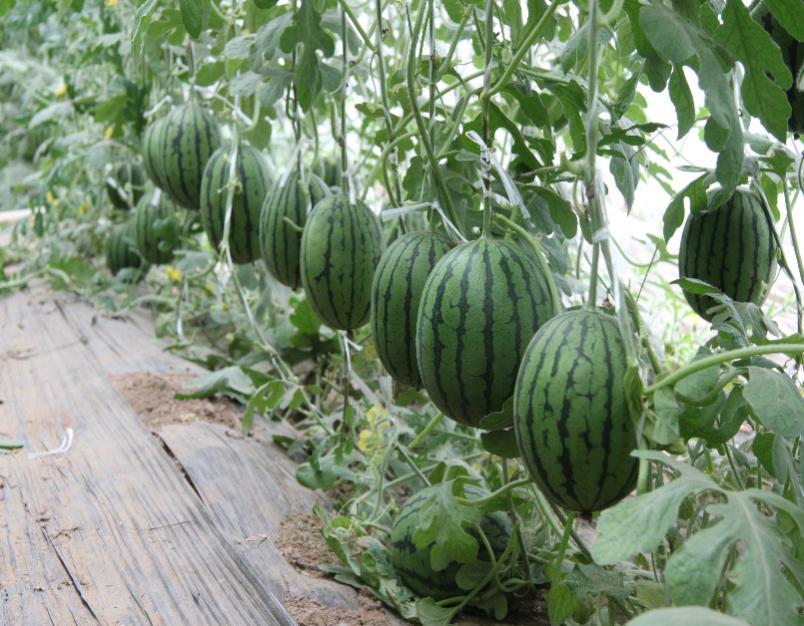 昌平区首批炫彩小西瓜“甜蜜”上市休闲区蓝鸢梦想 - Www.slyday.coM 昌平区首批炫彩小西瓜“甜蜜”上市休闲区蓝鸢梦想 - Www.slyday.coM